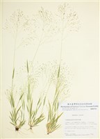 藏品(費城黍)的圖片